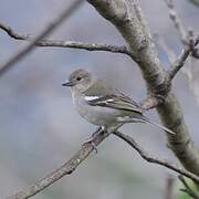 Madeira Chaffinch