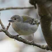 Madeira Chaffinch