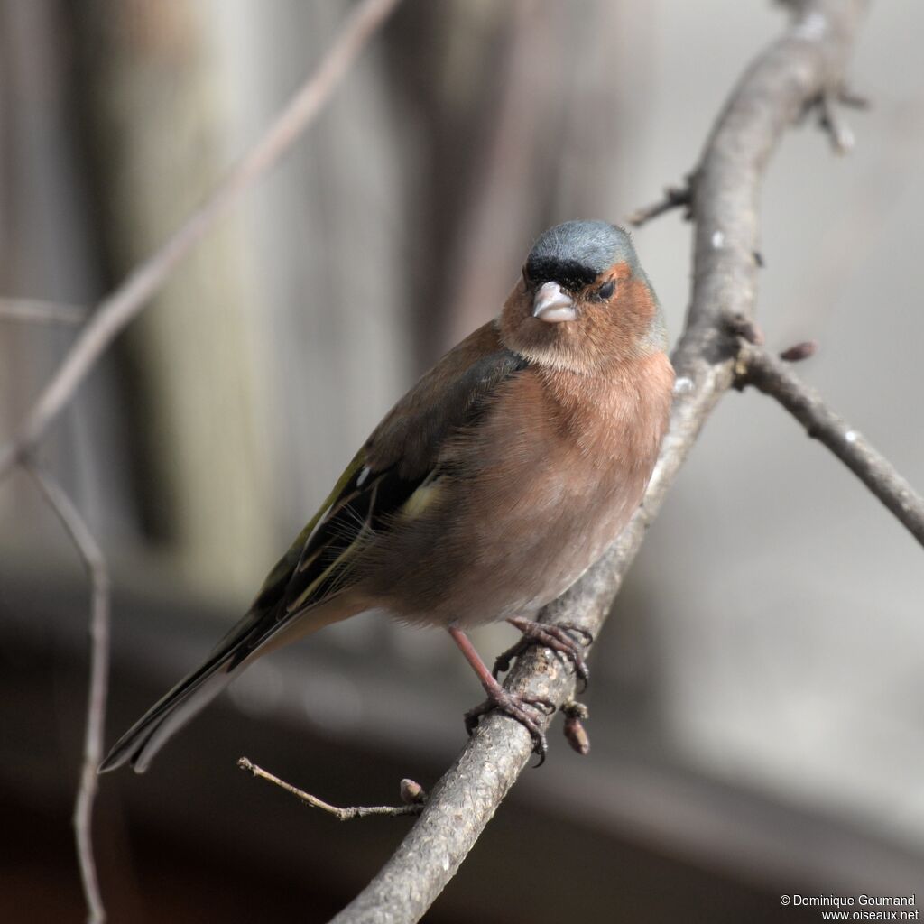 Eurasian Chaffinch male adult breeding