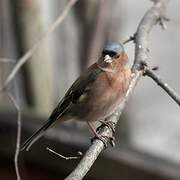 Eurasian Chaffinch