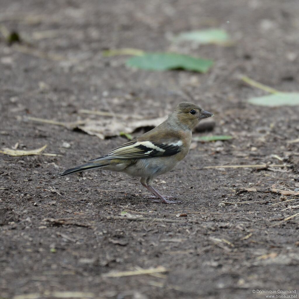 Common Chaffinch female adult