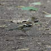 Eurasian Chaffinch