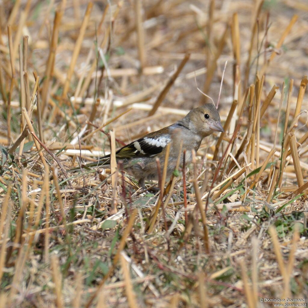 Common Chaffinch