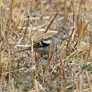 Common Chaffinch