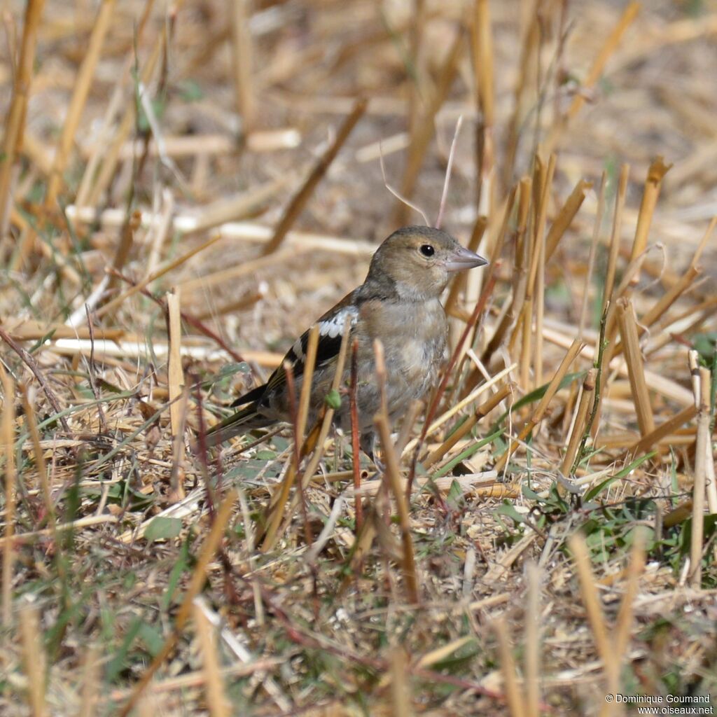 Common Chaffinch