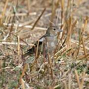 Common Chaffinch