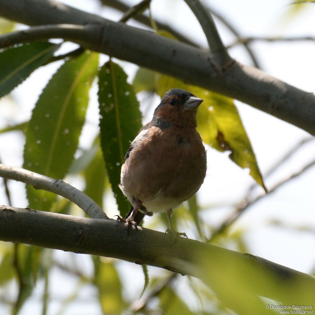 Common Chaffinch male adult