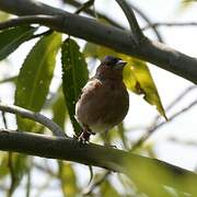 Pinson des arbres