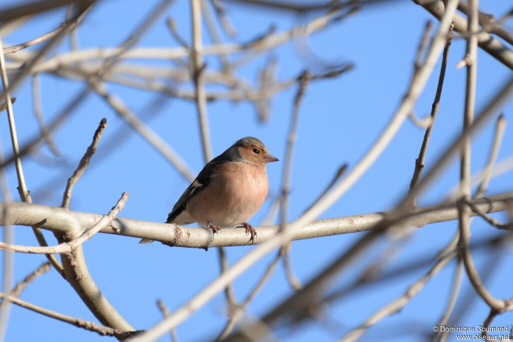 Eurasian Chaffinch