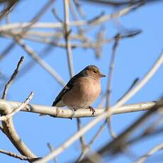 Pinson des arbres