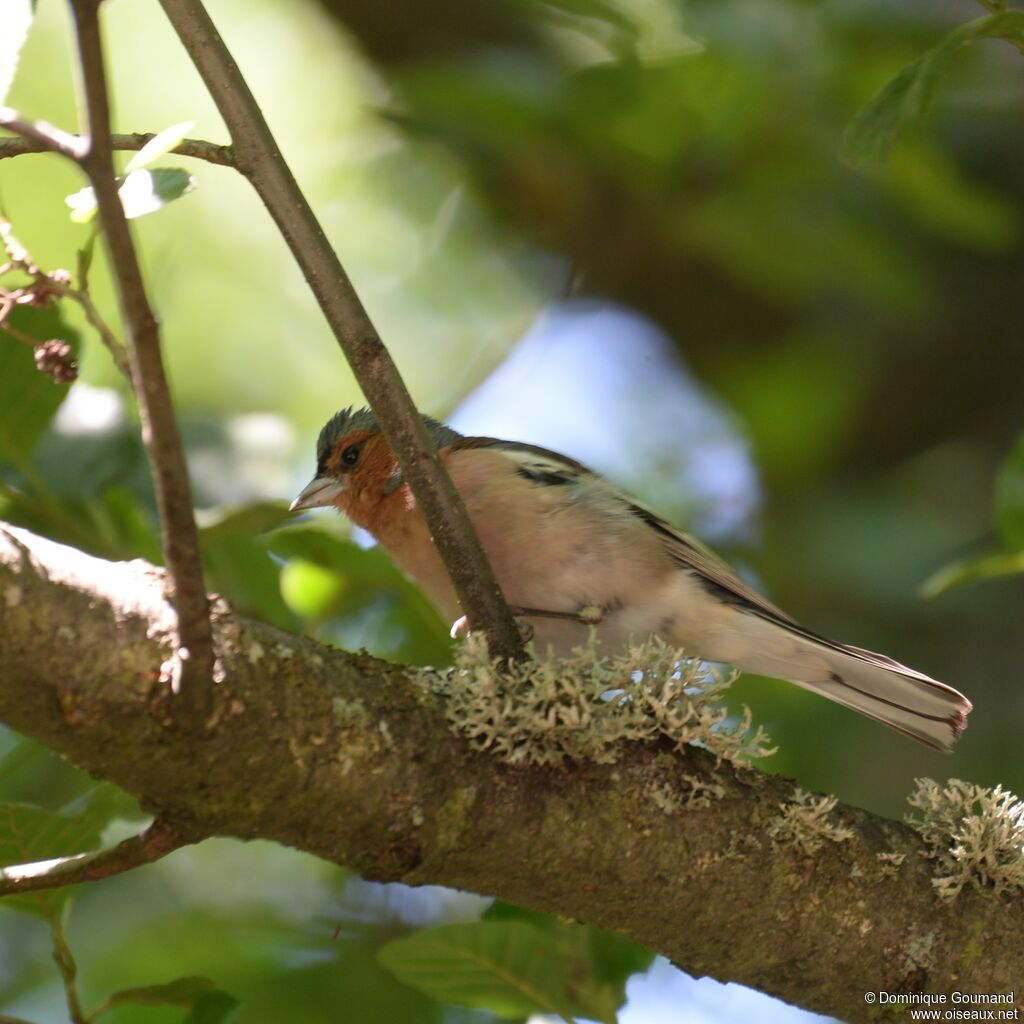 Eurasian Chaffinch male