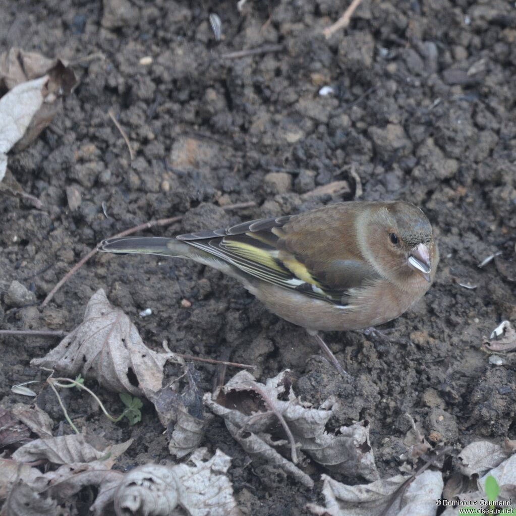 Common Chaffinch female adult