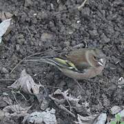 Common Chaffinch