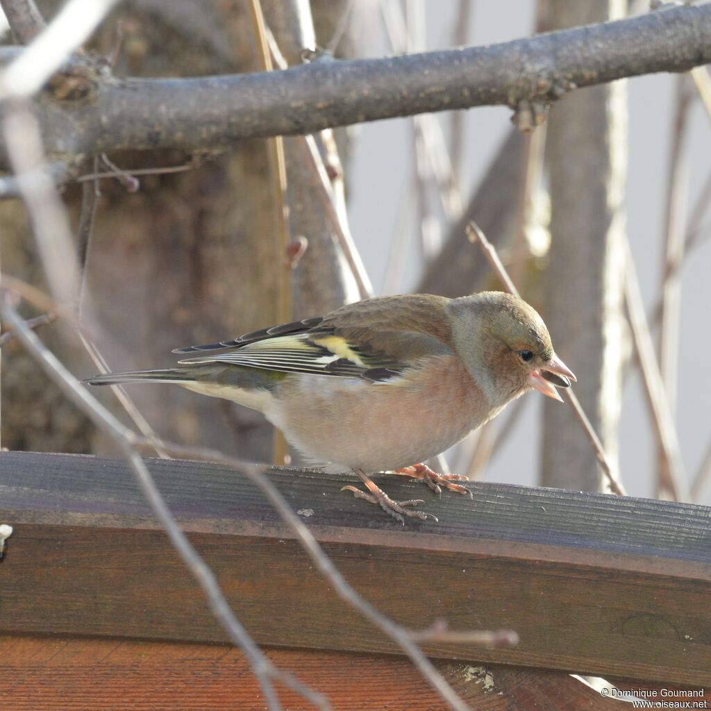 Eurasian Chaffinch male adult post breeding