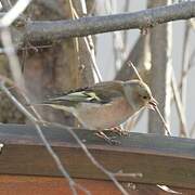 Common Chaffinch