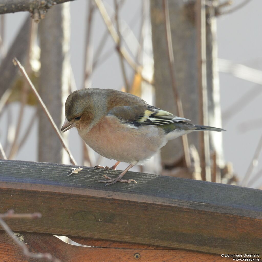 Common Chaffinch male adult post breeding