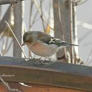 Eurasian Chaffinch