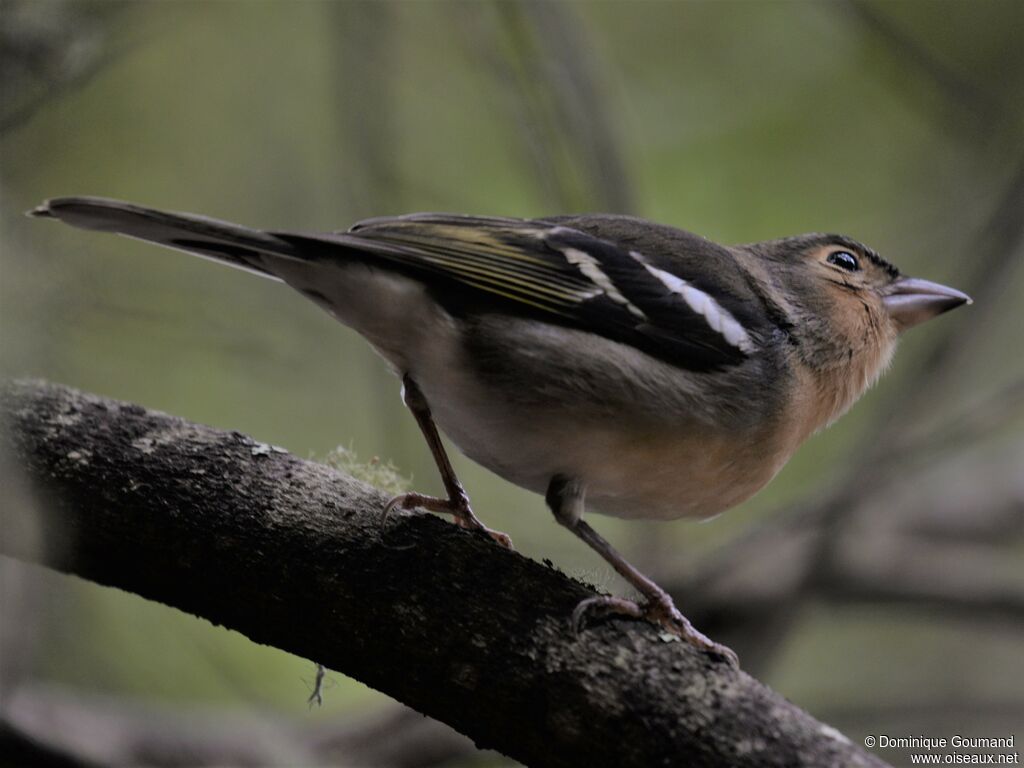 Canary Islands Chaffinch female adult