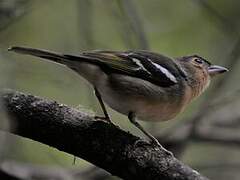 Canary Islands Chaffinch