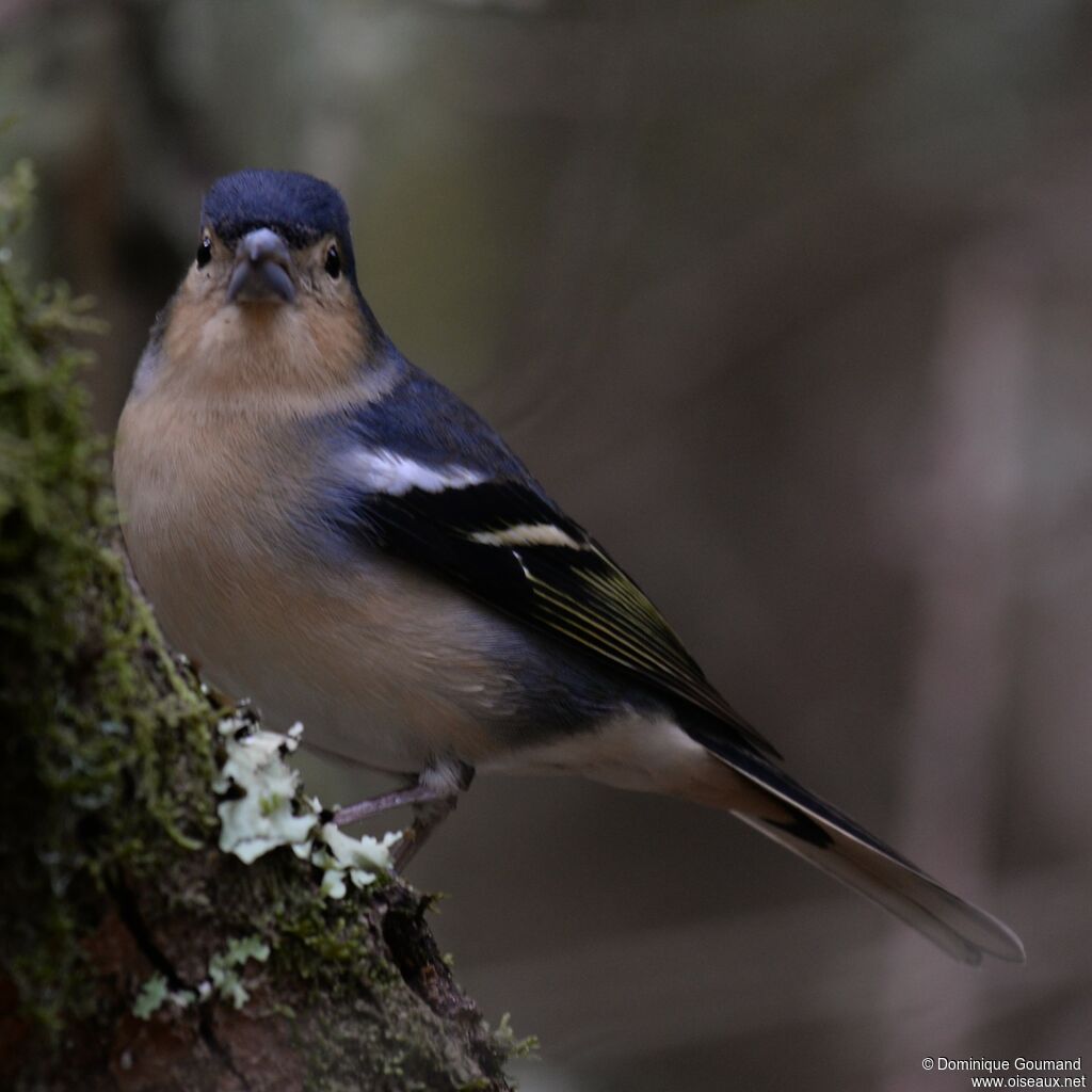 Canary Islands Chaffinch male adult