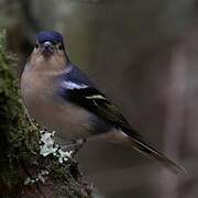 Canary Islands Chaffinch