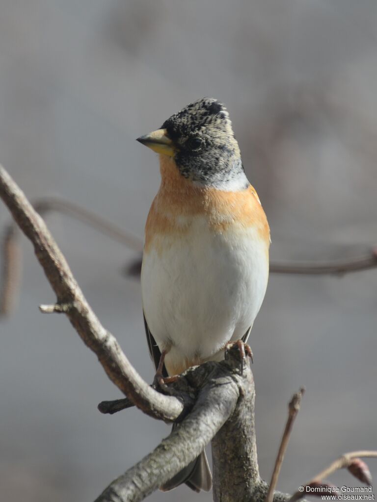 Brambling female adult transition