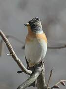 Brambling