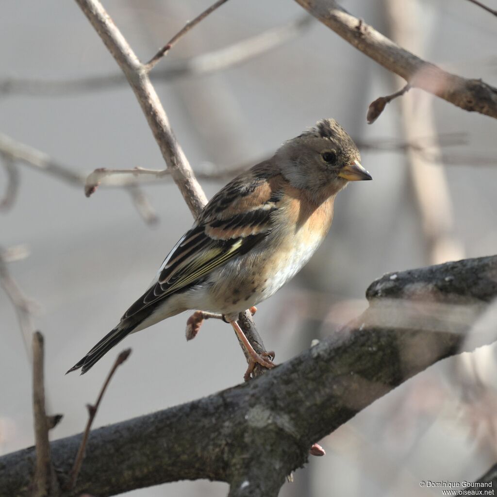 Brambling female adult transition