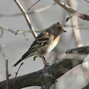 Brambling