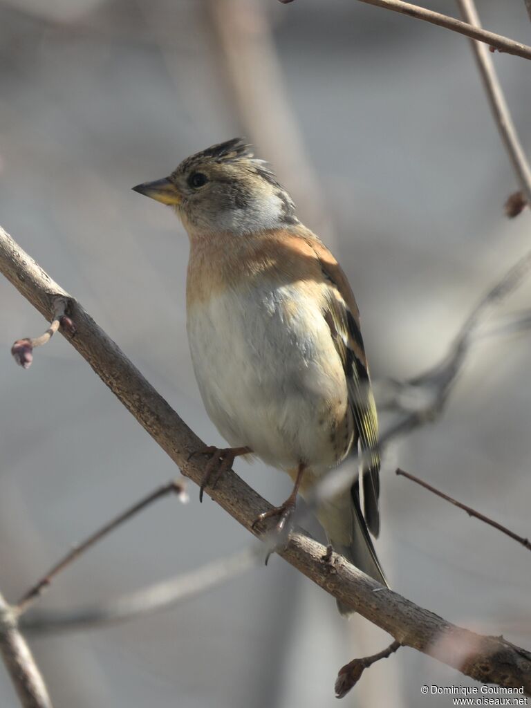 Brambling female adult transition