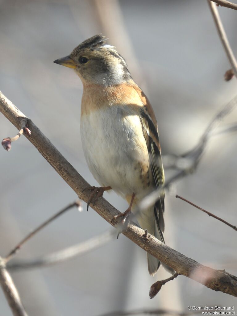 Brambling female adult transition