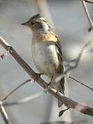 Brambling