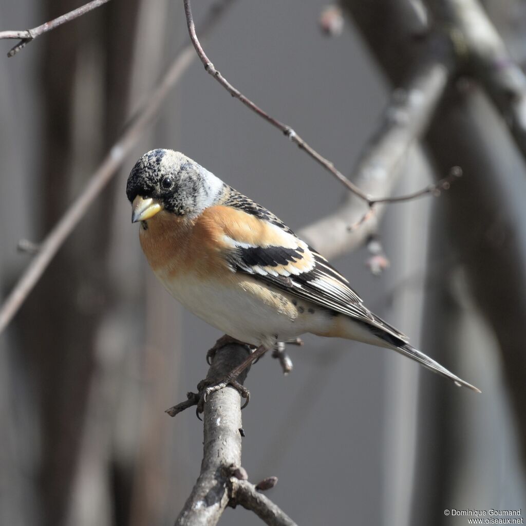 Brambling male adult transition