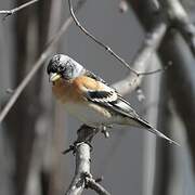 Brambling