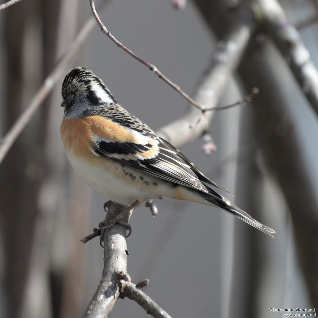 Brambling male adult transition