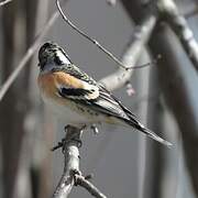 Brambling