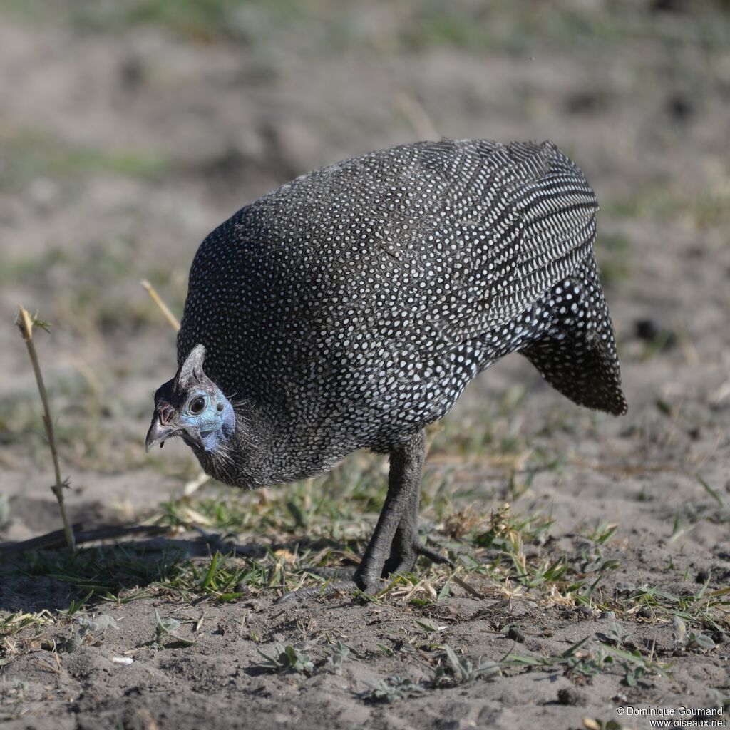 Helmeted Guineafowl female adult