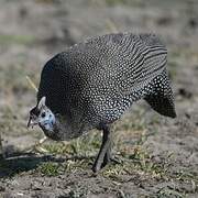 Helmeted Guineafowl