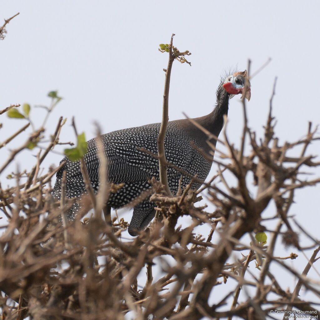 Helmeted Guineafowladult