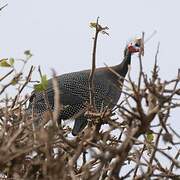 Helmeted Guineafowl