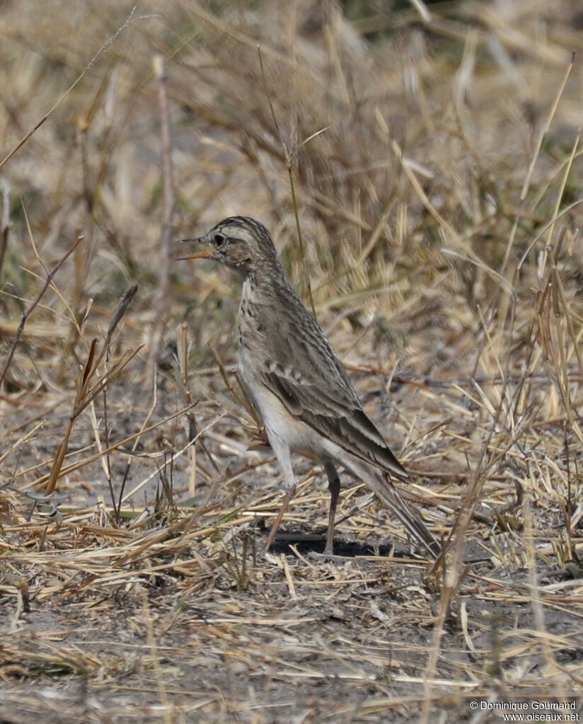 Pipit africain