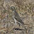 Pipit africain