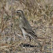 African Pipit