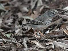 Berthelot's Pipit