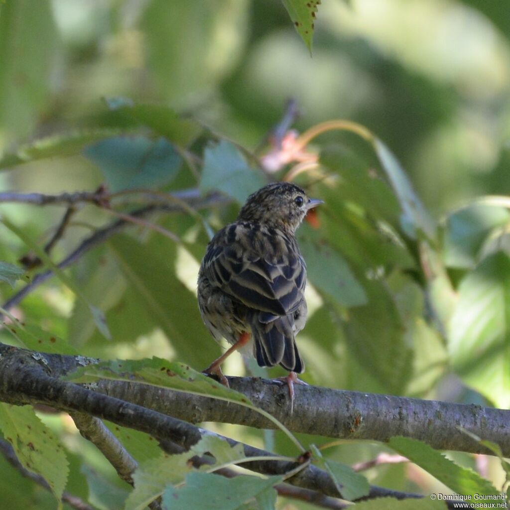 Pipit des arbres