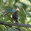 Pipit des arbres