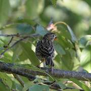 Tree Pipit