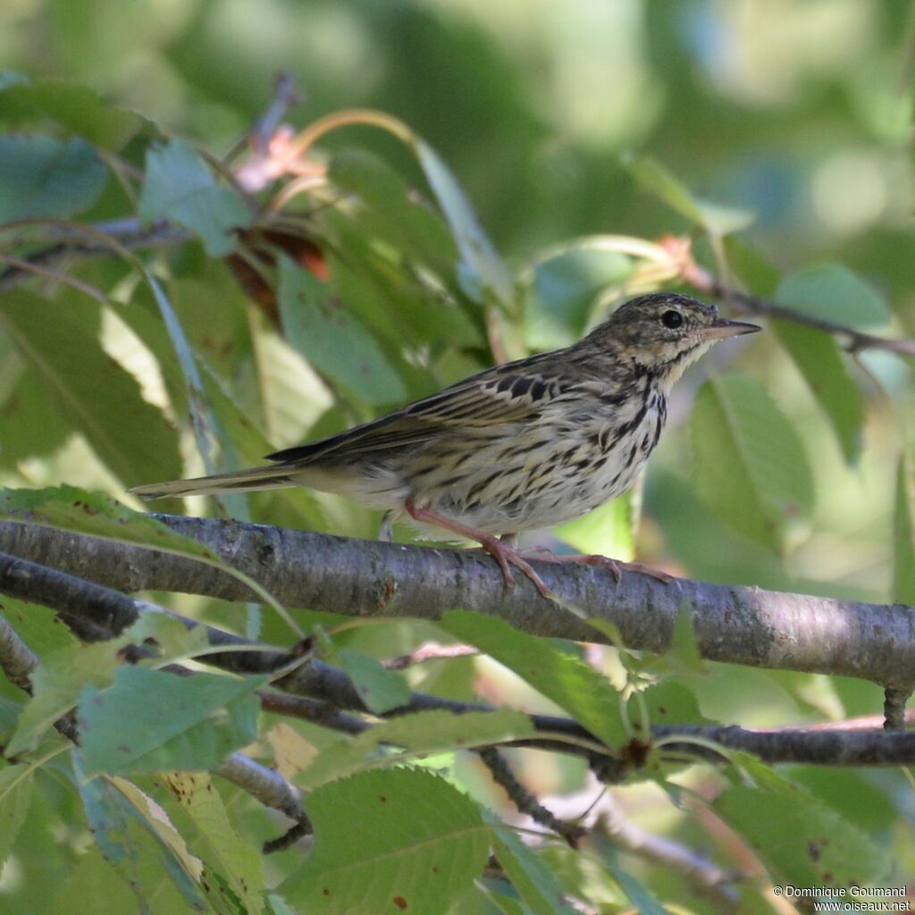 Tree Pipit