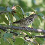 Pipit des arbres