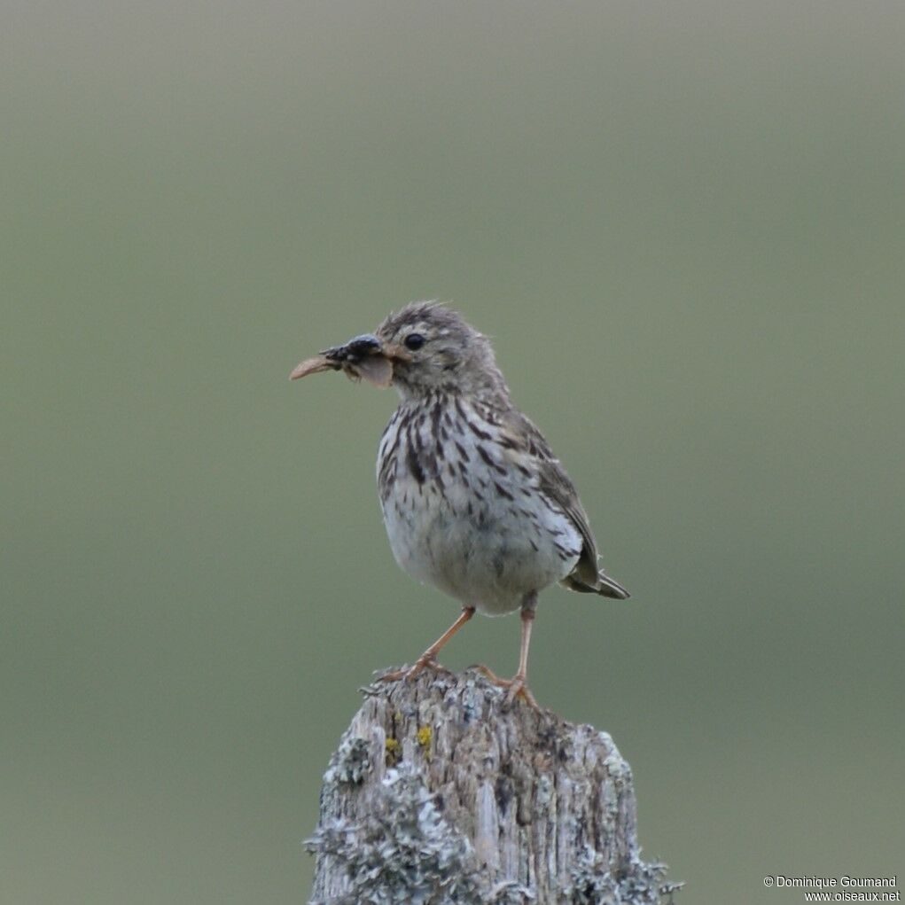 Pipit farlouseadulte